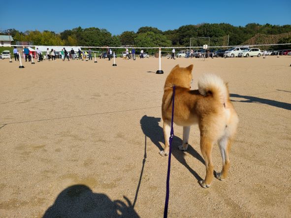 日本犬保存会の展覧会へ初出陣だ、ワン！